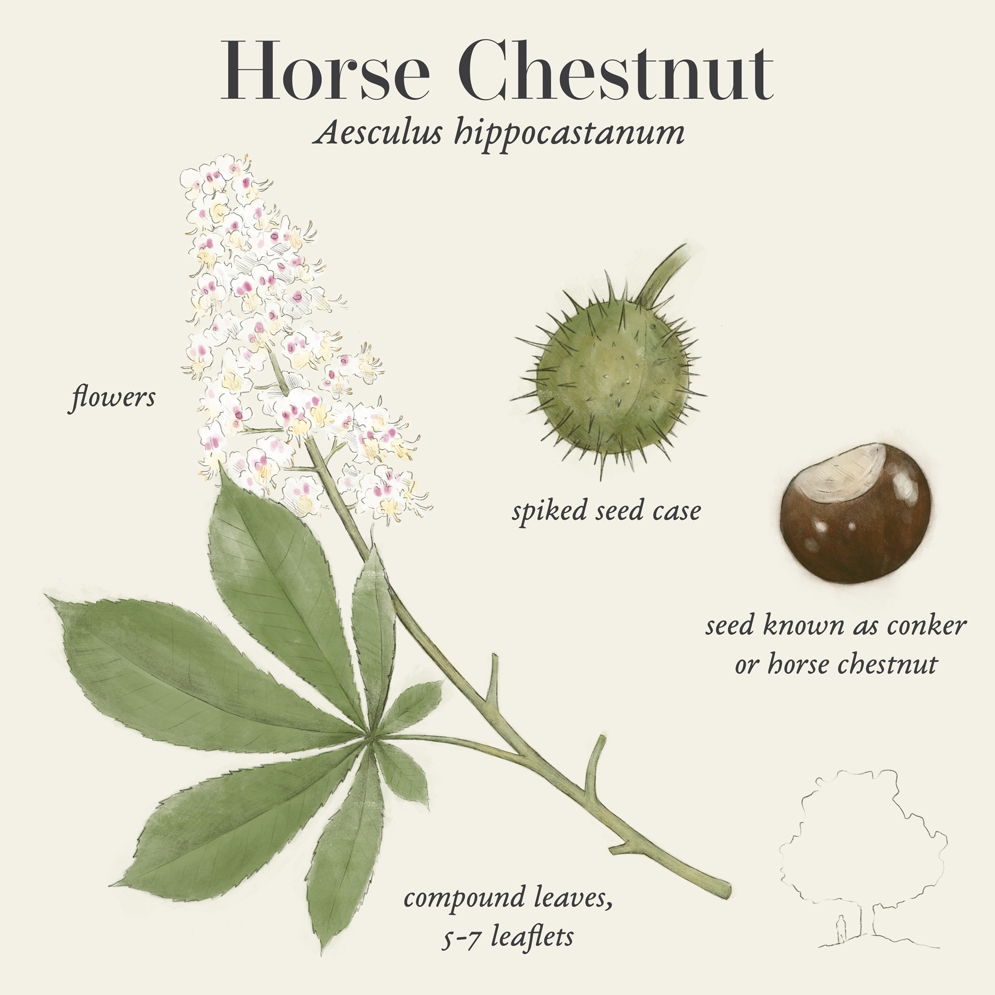 Horse chestnut (Aesculus hippocastanum)