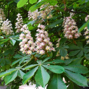Horse chestnut flowers (Aesculus hippocastanum)