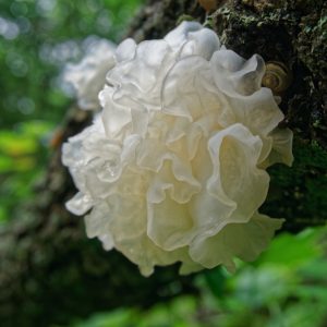 Tremella mushroom on a tree (Tremella fuciformis)