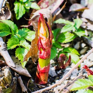 Fresh Japanese knotweed plant (Reynoutria japonica)