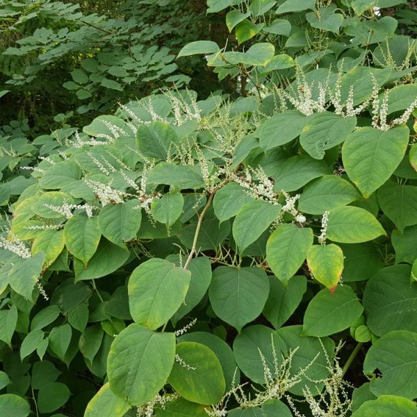 Japanese knotweed bush (Reynoutria japonica)