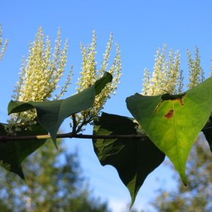 Japanese knotweed flowers (Reynoutria japonica)