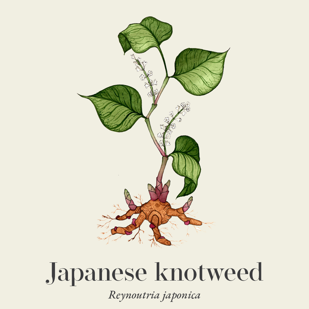 Japanese knotweed (Reynoutria japonica)