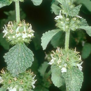 White horehound (Marrubium vulgare L.)