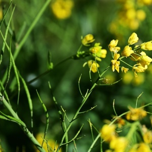 Black mustard (Brassica nigra) flowers and fruit