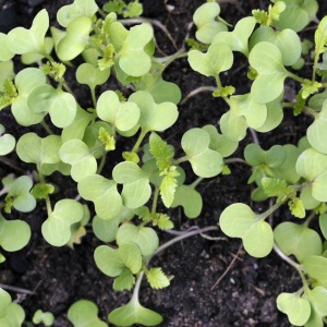 Mustard seedlings (Brassica alba)