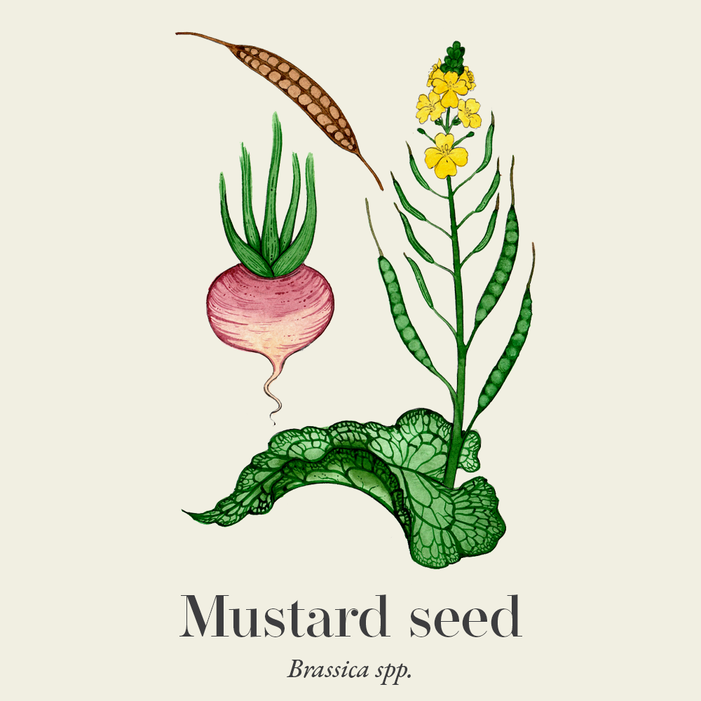Mustard seed (Brassica spp.)