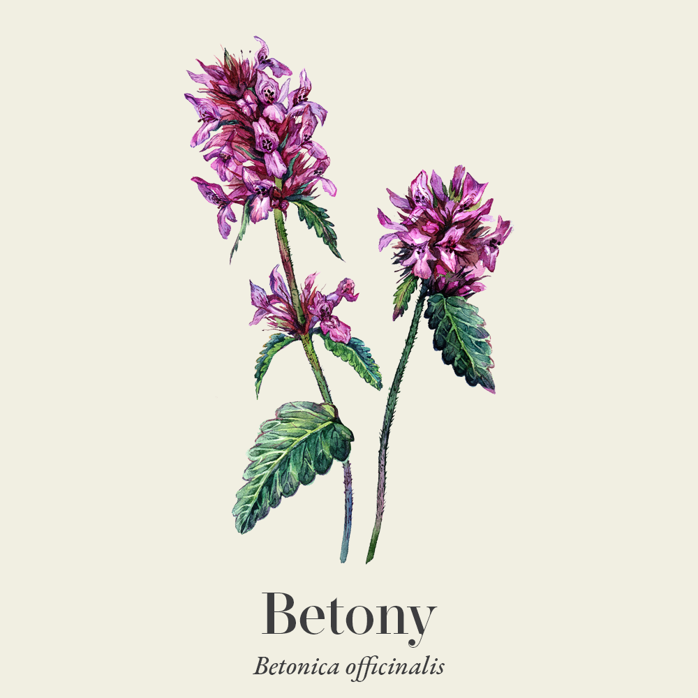 Betony (Betonica officinalis)