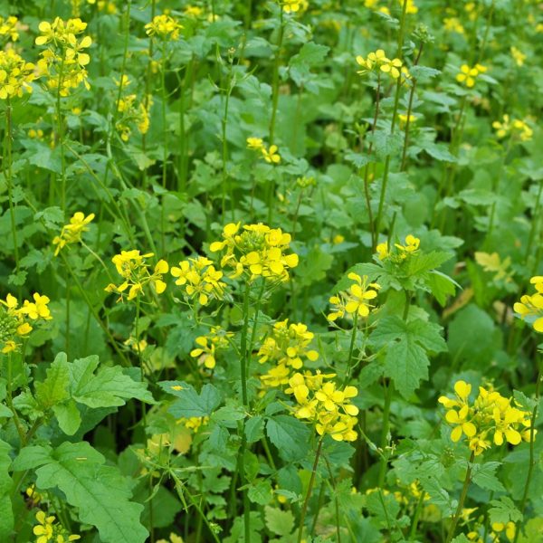 Mustard (Brassica spp.)