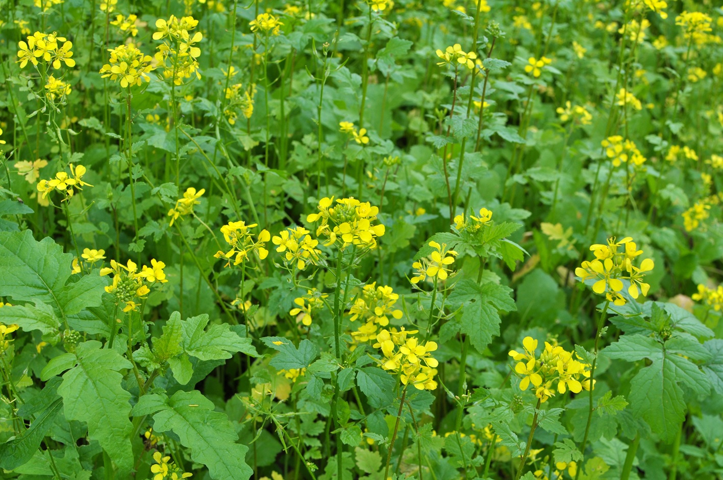 Mustard