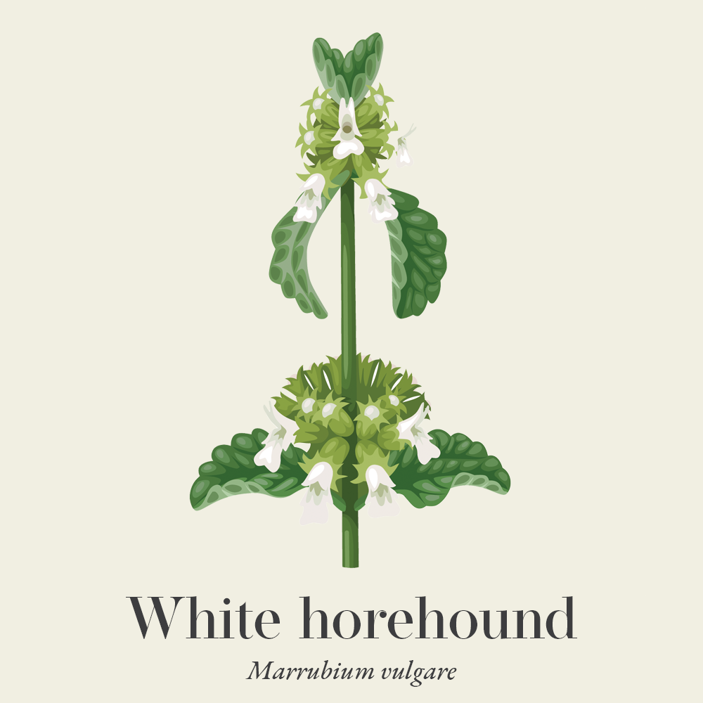 White horehound (Marrubium vulgare)