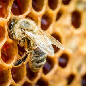 Bees make propolis