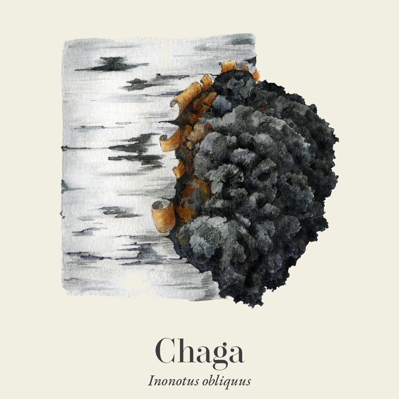 Chaga (Inonotus obliquus)