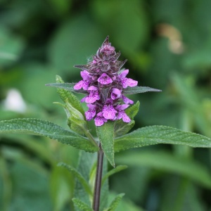 Small betony flower (Betonica officinalis)