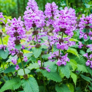 Purple betony (Betonica officinalis)