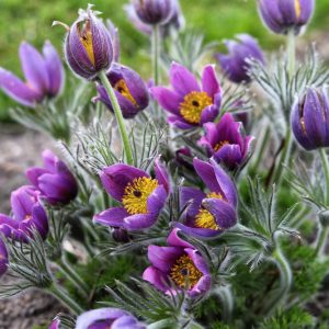 Pasqueflower (Pulsatilla vulgaris)