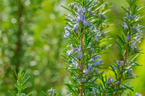 Rosemary (Salvia rosmarinus)