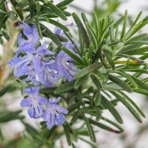Rosemary (Salvia rosmarinus)