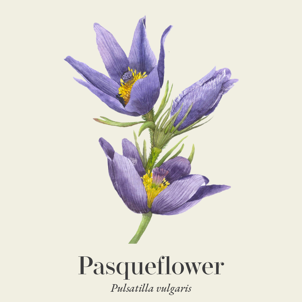 Pasqueflower (Pulsatilla vulgaris)