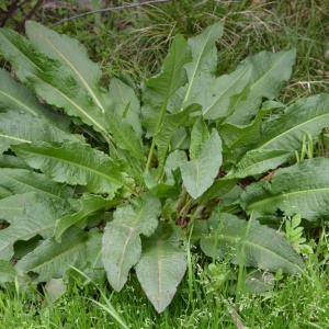 Young plant Yellow dock (Rumex crispus)