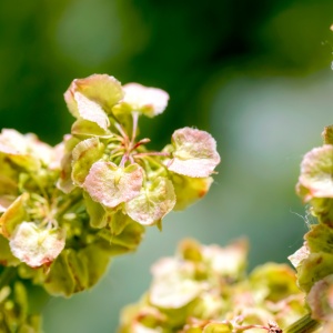 Full Yellow dock flowers (Rumex crispus)