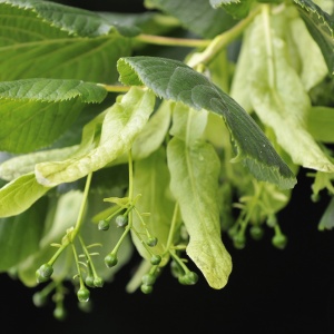Limeflower (Tilia europaea)