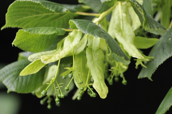 Limeflower (Tilia europaea)