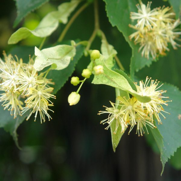 Limeflower (Tilia europaea)