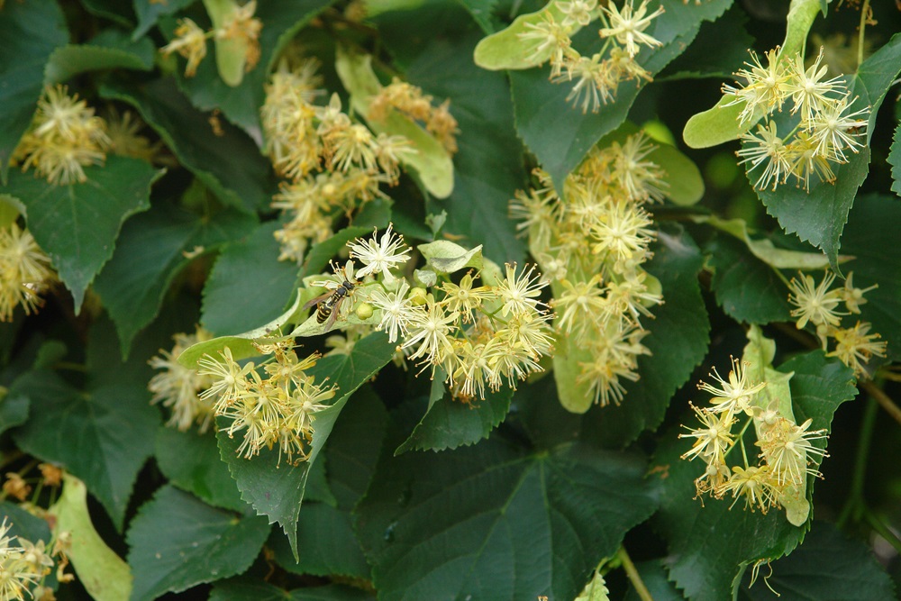 Limeflower (Tilia europaea)