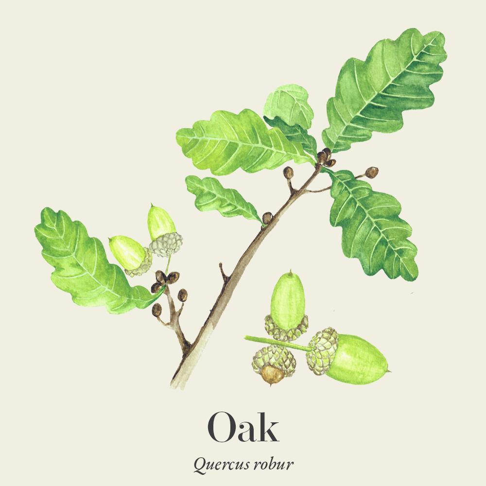 Oak (Quercus robur)