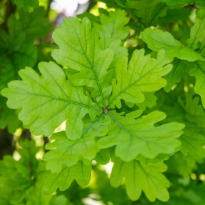 Green oak leaves (Quercus robur)