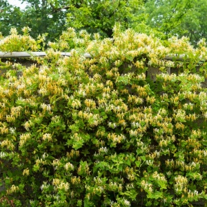 Honeysuckle (Lonicera japonica)