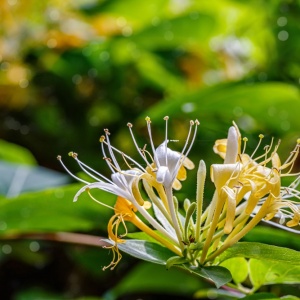 Honeysuckle (Lonicera japonica)