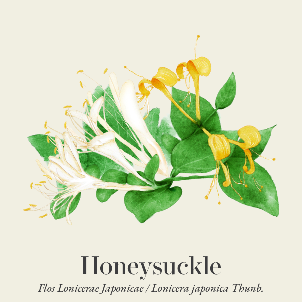 Honeysuckle: Benefits, Uses, Safety, Research | Herbal Reality