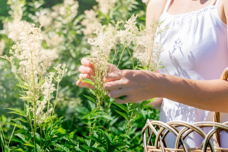 Medicinal plants to forage in June