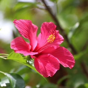 Hibiscus (Hibiscus rosa-sinensis)