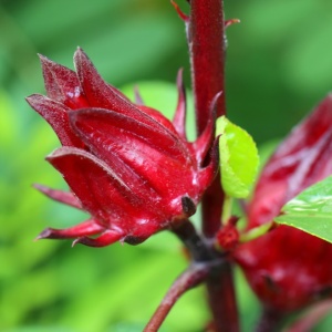 Hibiscus flower close up (Hibiscus sabdariffa)