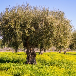 Olive tree (Olea europaea)