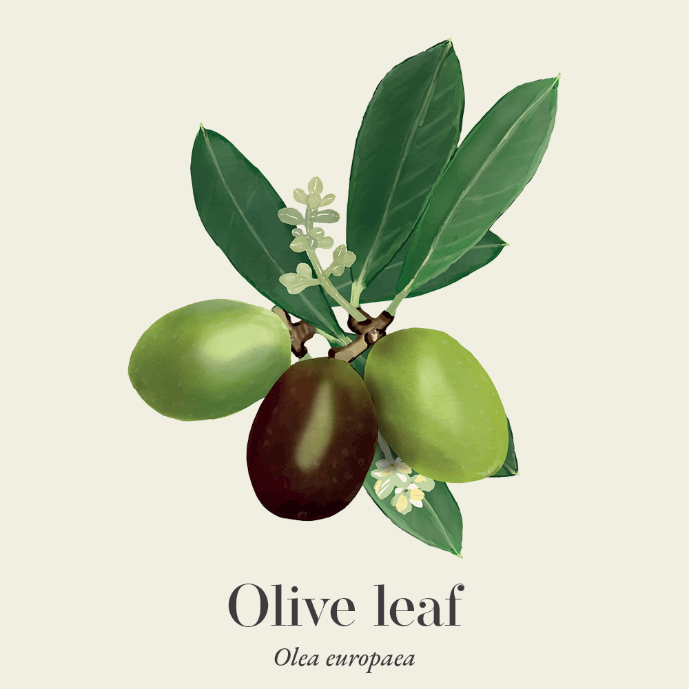Olive leaf (Olea europaea)