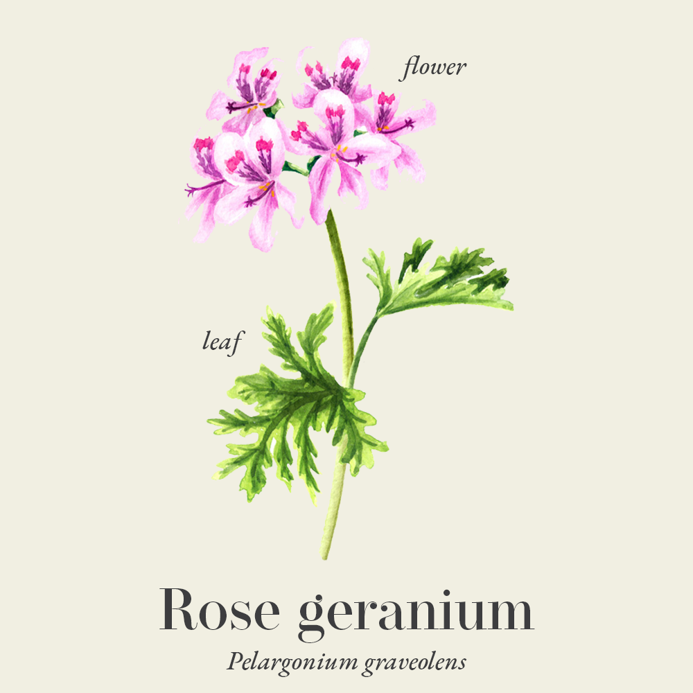 Rose geranium (Pelargonium graveolens)