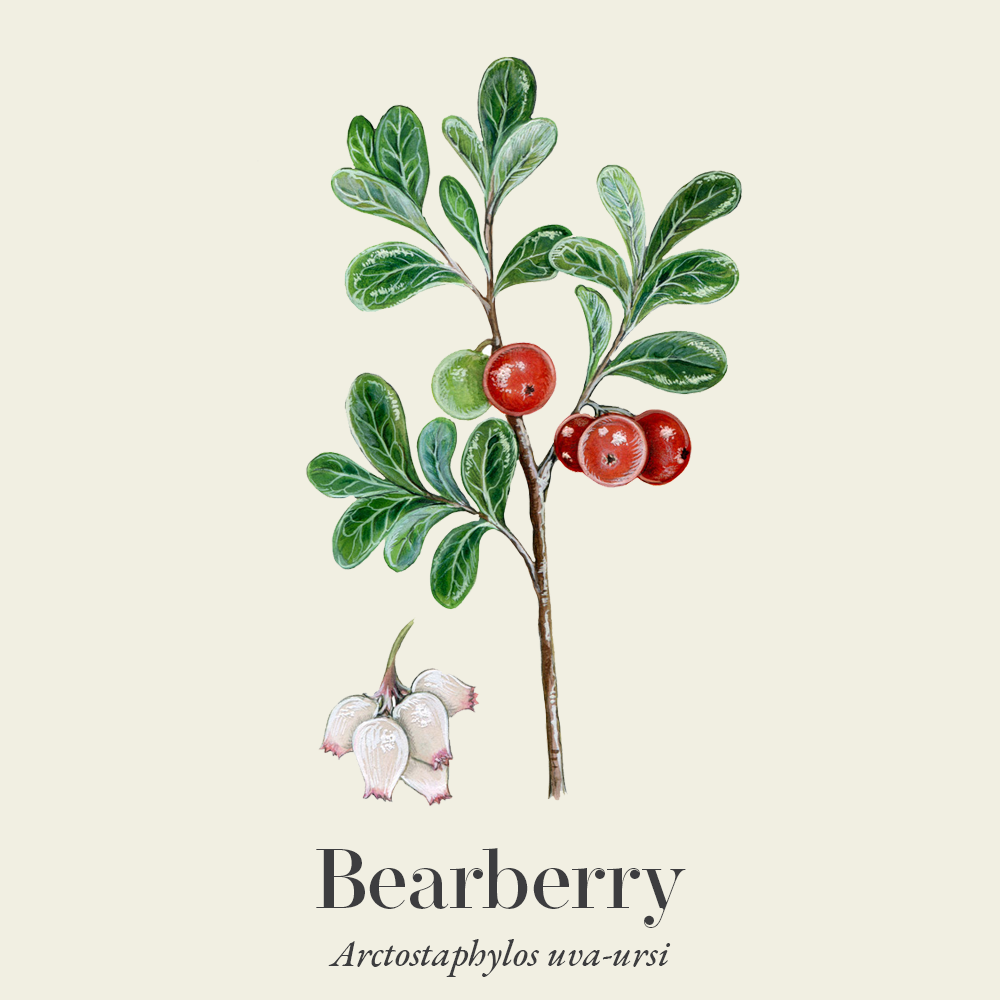 Bearberry (Arctostaphylos uva-ursi)