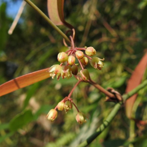 Sarsaparilla (Smilax glabra)