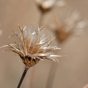 Atractylodes flower heads (Atractylodes macrocephala)