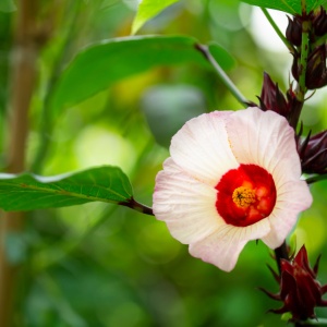 Hibiscus flowering (Hibiscus sabdariffa)