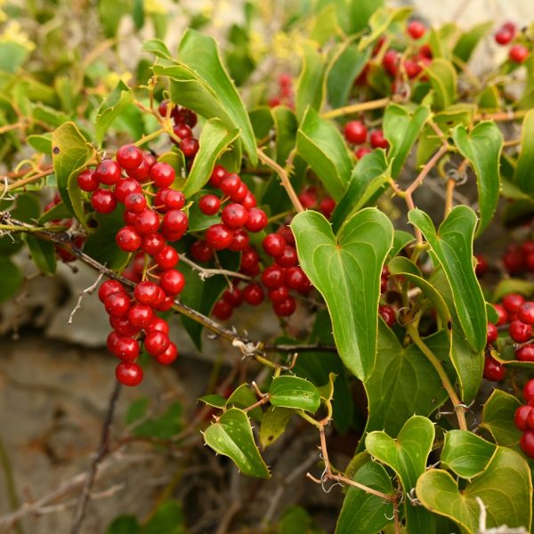 Sarsaparilla (Smilax aspera)