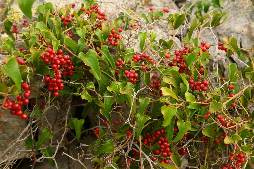 Sarsaparilla (Smilax aspera)