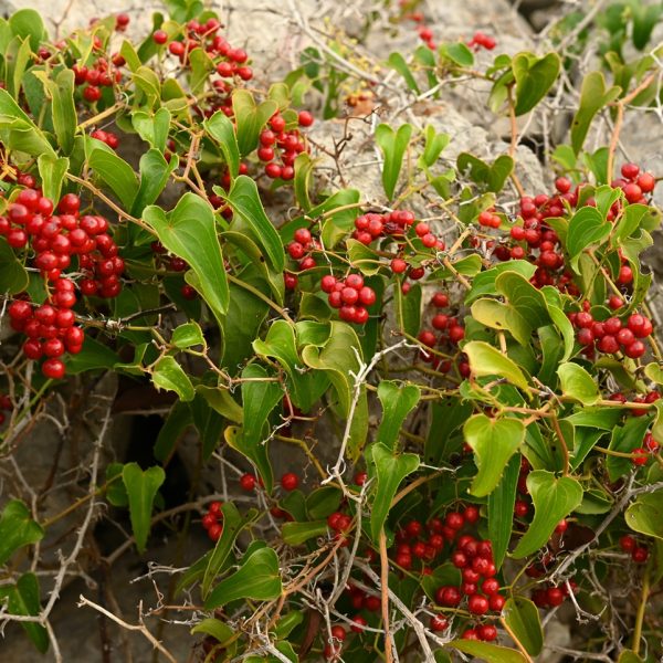 Sarsaparilla (Smilax aspera)