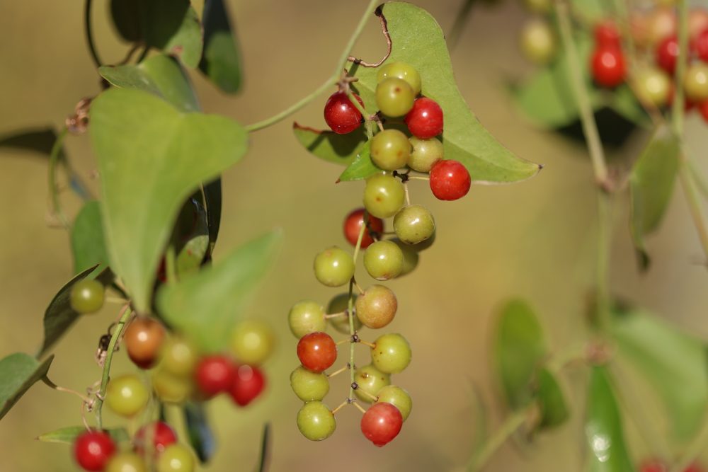 Sarsaparilla (Smilax aspera)