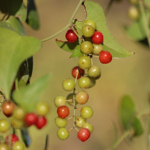 Sarsaparilla (Smilax aspera)