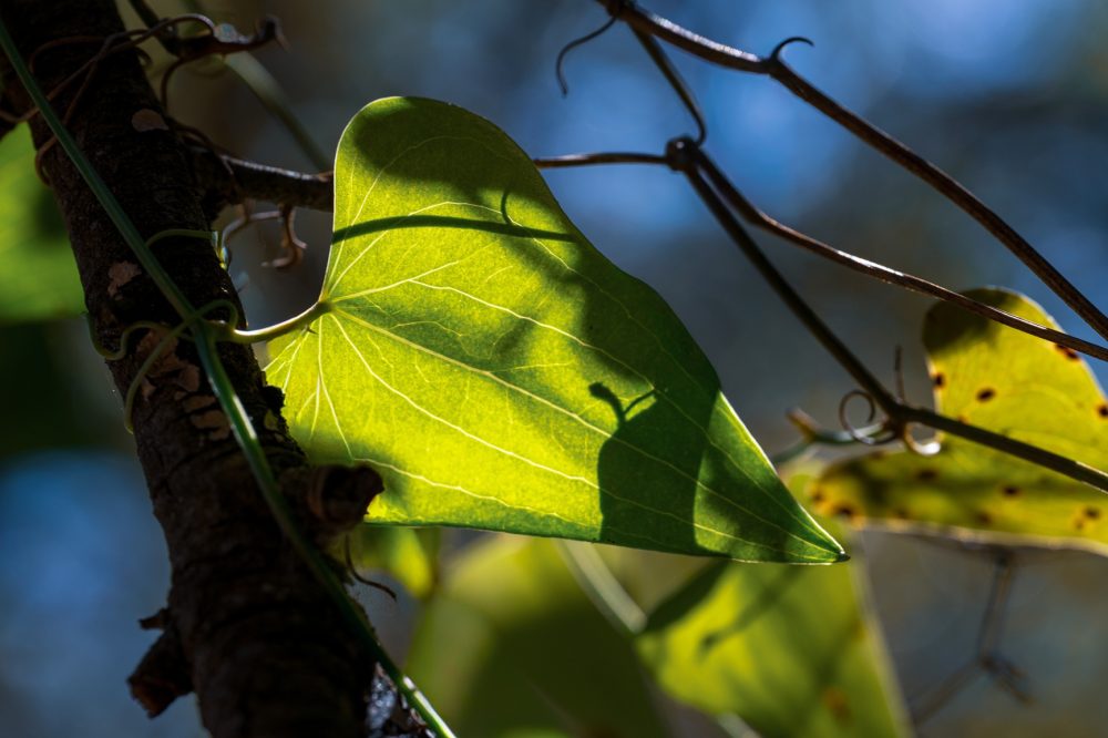 Sarsaparilla (Smilax aspera)
